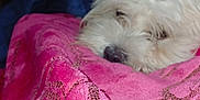 Rita joined the competition — help win amazing prizes! dog, white_dog, blanket, pink_blanket, cozy, snuggling, pet, sleepy, fur, indoors, resting, closeup, comfort, warm, cute, animal, soft_texture, relaxed, domestic_animal, bedroom