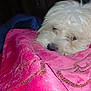 dog, white_dog, blanket, pink_blanket, cozy, snuggling, pet, sleepy, fur, indoors, resting, closeup, comfort, warm, cute, animal, soft_texture, relaxed, domestic_animal, bedroom