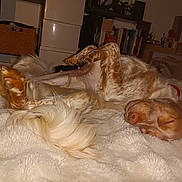 Nalla participe au concours pour gagner de l'argent avec cette photo : animal, bedroom, blanket, brown, canine, comfort, cozy, dog, fur, furniture, home, indoor, paw, pet, relaxed, resting, sleeping, snout, tail, white