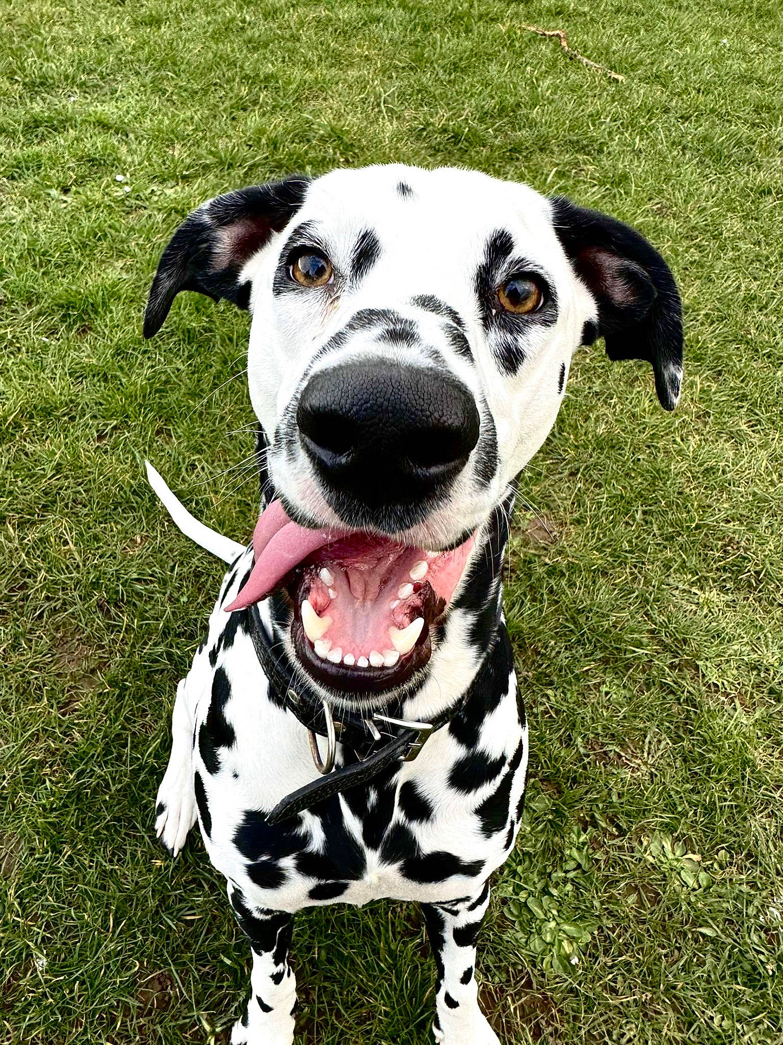 Dolce joined the competition — help win amazing prizes! canidae, carnivore, collar, companion_dog, dalmatian, dog, dog_breed, dog_collar, dog_supply, fawn, grass, non_sporting_group, pattern, pet_supply, snout, sporting_group, terrestrial_animal, whiskers, working_animal, working_dog