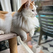 Roxy a rejoint le concours — aidez-le/la à gagner de superbes lots ! cat, fluffy, orange, white, pet, indoor, window, cat_tree, furniture, relaxed, animal, side_view, looking_out, domestic, cute, soft_light, portrait, whiskers, paws, cozy