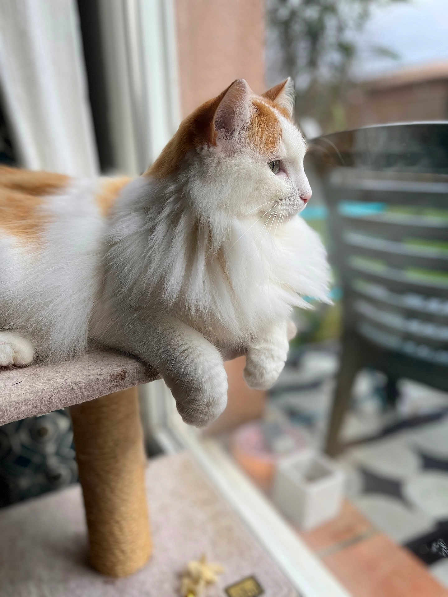 Roxy a rejoint le concours — aidez-le/la à gagner de superbes lots ! cat, fluffy, orange, white, pet, indoor, window, cat_tree, furniture, relaxed, animal, side_view, looking_out, domestic, cute, soft_light, portrait, whiskers, paws, cozy