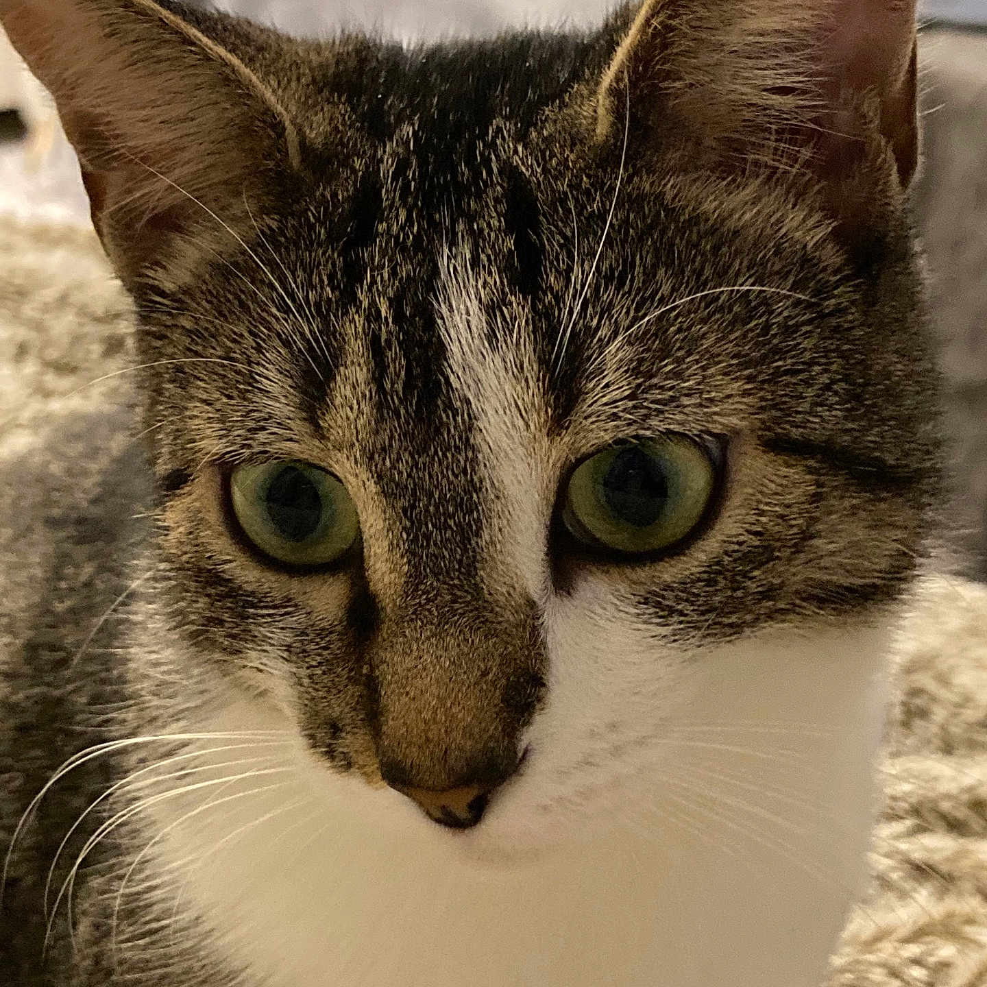 Bella a rejoint le concours — aidez-le/la à gagner de superbes lots ! animal, cat, close_up, curious, cute, domestic_animal, ears, face, feline, focused, fur, green_eyes, indoor, mammal, pet, portrait, sitting, soft_texture, tabby, whiskers