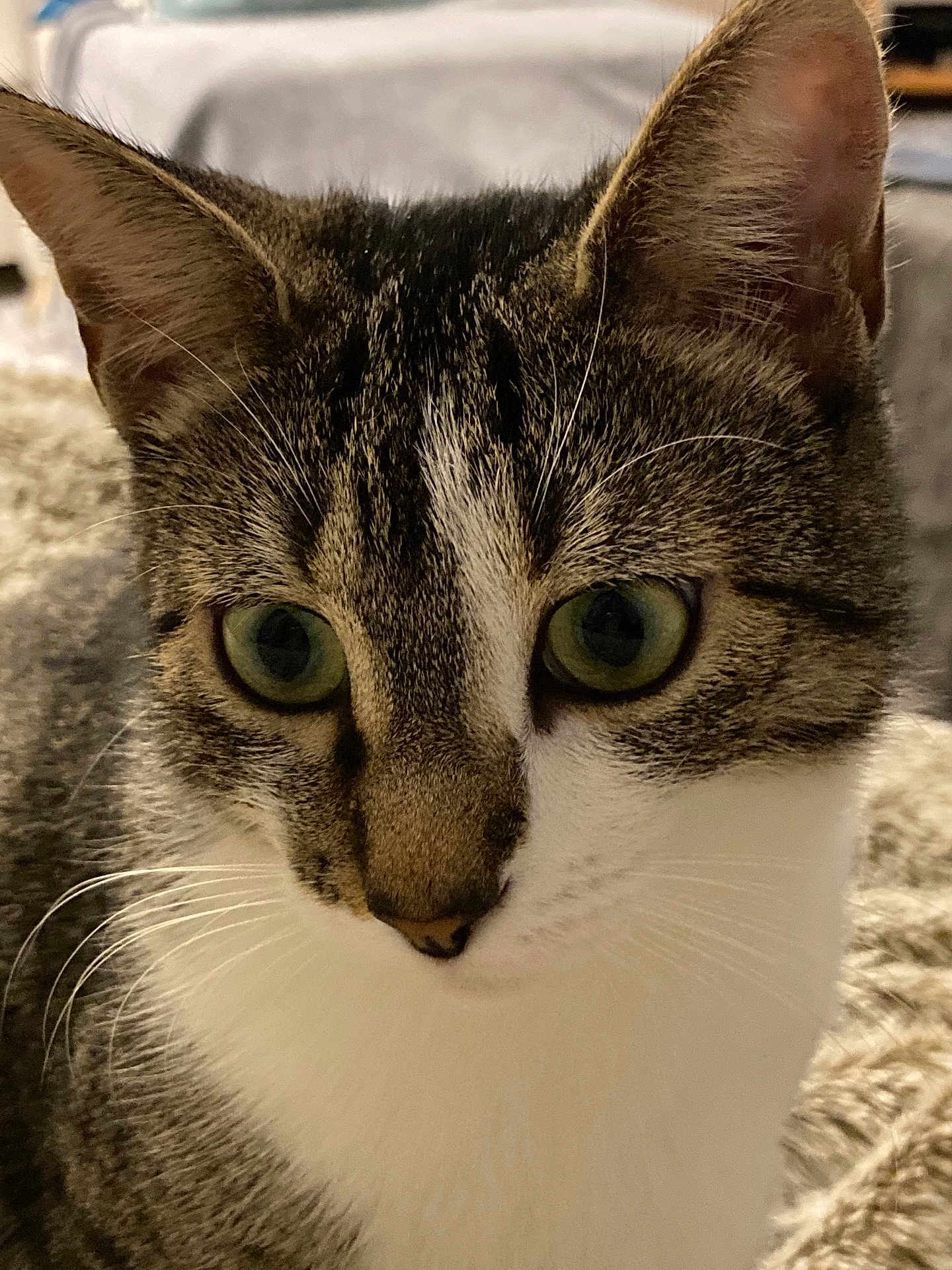 Bella
