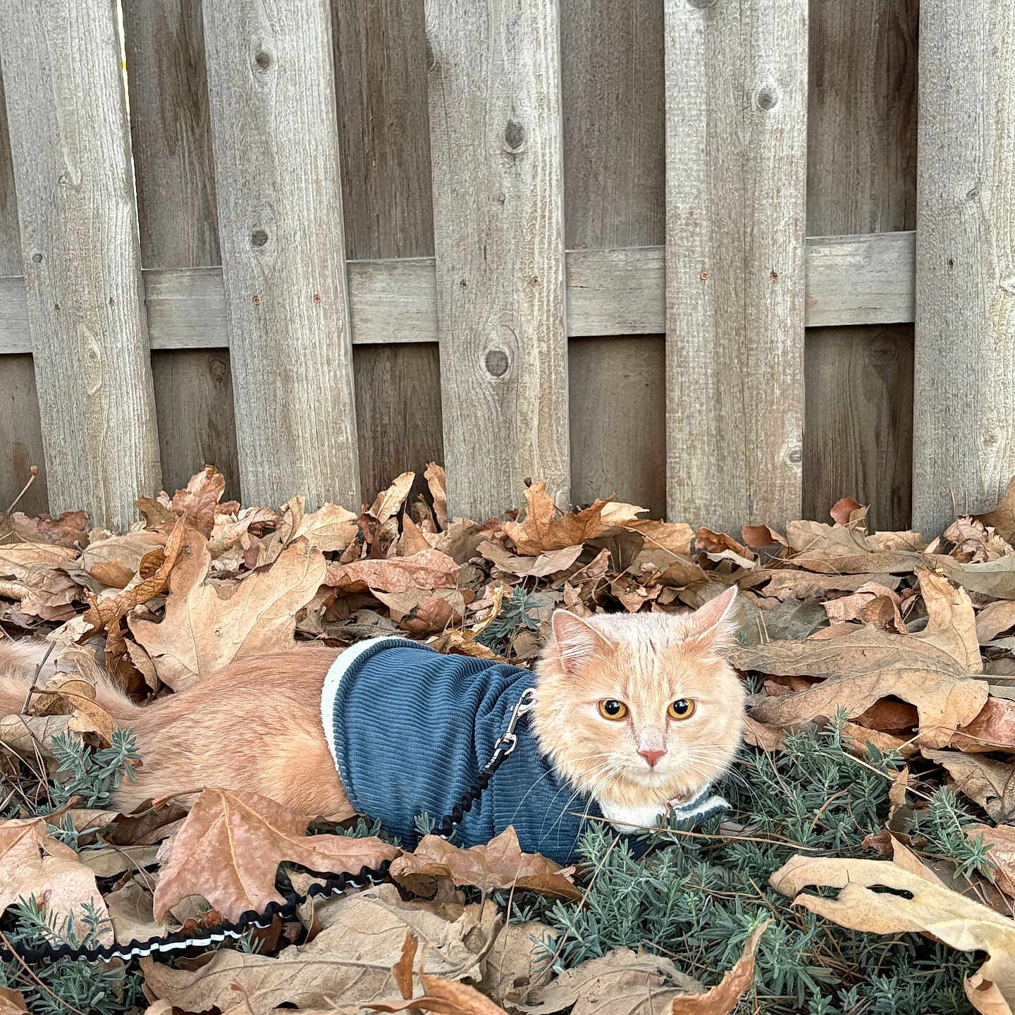 Simba joined the competition — help win amazing prizes! animal, canine, cat, face, fence, grass, head, leaf, nature, outdoors, person, pet, photography, plant, portrait, rock, soil, tree, wood, yard