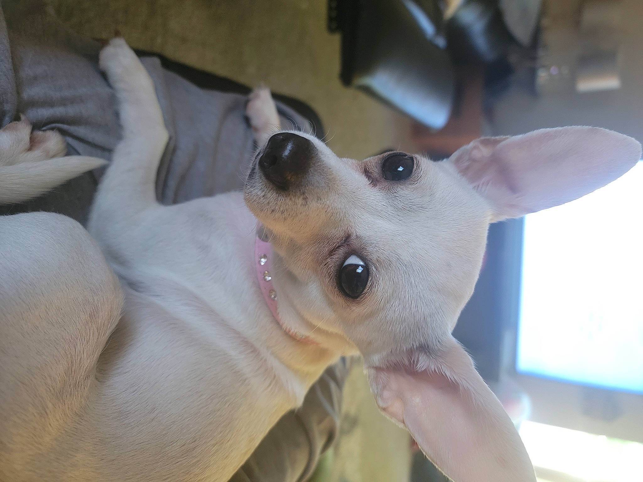 Snow White joined the competition — help win amazing prizes! canidae, carnivore, collar, companion_dog, dog, dog_breed, dog_collar, dog_supply, ear, eyelash, fawn, fur, non_sporting_group, paw, snout, sporting_group, terrestrial_animal, toy_dog, whiskers, working_animal