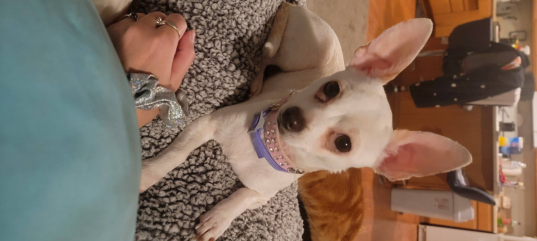 Snow White joined the competition — help win amazing prizes! canidae, carnivore, comfort, companion_dog, dog, dog_breed, dog_supply, ear, fawn, fur, human_leg, nail, pattern, snout, sporting_group, sunglasses, thigh, toy_dog, whiskers, working_animal