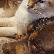 Clochette a rejoint le concours — aidez-le/la à gagner de superbes lots ! dog, cat, close_up, pet, animal, sleepy, resting, fur, companion, cozy, blanket, indoors, relaxed, mammal, cute, friendship, brown_dog, white_cat, whiskers, nap