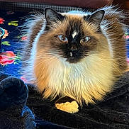 Angel joined the competition — help win amazing prizes! cat, fluffy, long_hair, pet, animal, indoor, resting, black_blanket, colorful_background, floral_pattern, closeup, face, whiskers, ears, paws, cozy, calm, portrait, feline, domestic_cat