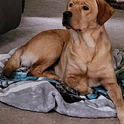 Ellie Mae is registered to the contest to win money with this photo: dog, golden_retriever, labrador, blanket, indoor, carpet, pet, animal, canine, resting, laying, fur, mammal, companion, domestic, relaxed, looking_away, brown, cute, cozy