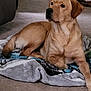dog, golden_retriever, labrador, blanket, indoor, carpet, pet, animal, canine, resting, laying, fur, mammal, companion, domestic, relaxed, looking_away, brown, cute, cozy