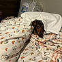 dog, dachshund, pet, blanket, duvet, pillow, bed, bedding, snoopy, rainbow, pattern, cozy, peek, indoor, bedroom, snuggled, brown, fur, textile, packaging