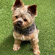 Nino participe au concours pour gagner de l'argent avec cette photo : dog, yorkshire_terrier, small_dog, pet, sitting, grass, lawn, outdoor, furry, perked_ears, cute, portrait, paws, tan_fur, black_fur, face, companion, canine, attentive, domestic_animal