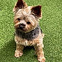 dog, yorkshire_terrier, small_dog, pet, sitting, grass, lawn, outdoor, furry, perked_ears, cute, portrait, paws, tan_fur, black_fur, face, companion, canine, attentive, domestic_animal