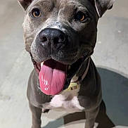 Nalah joined the competition — help win amazing prizes! dog, pet, animal, tongue_out, happy, excited, ears_up, collar, brown_eyes, white_paws, concrete_floor, shadow, close_up, looking_up, canine, domestic_animal, playful, friendly, mammal, outdoor