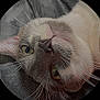 Smokey joined the competition — help win amazing prizes! animal, cat, circular_frame, close_up, curious, cute, detail, eyes, face, feline, fur, gray, indoor, mammal, pet, portrait, soft, texture, whiskers, white