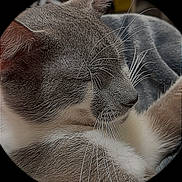Smokey is registered to the contest to win money with this photo: animal, calm, cat, close_up, cozy, cute, domestic, face, feline, fur, indoor, mammal, peaceful, pet, portrait, relaxed, resting, sleeping, soft, whiskers