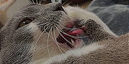 Smokey joined the competition — help win amazing prizes! animal, cat, close_up, cute, face, feline, fur, gray_cat, grooming, household, indoor, licking, mammal, paw, pet, portrait, relaxed, tongue_out, whiskers, white_fur