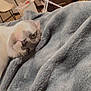 Smokey is registered to the contest to win money with this photo: animal, blanket, casual, cat, chair, comfortable, cozy, curious, domestic, fur, furniture, gray, household, indoor, pet, relaxed, resting, soft, table, whiskers