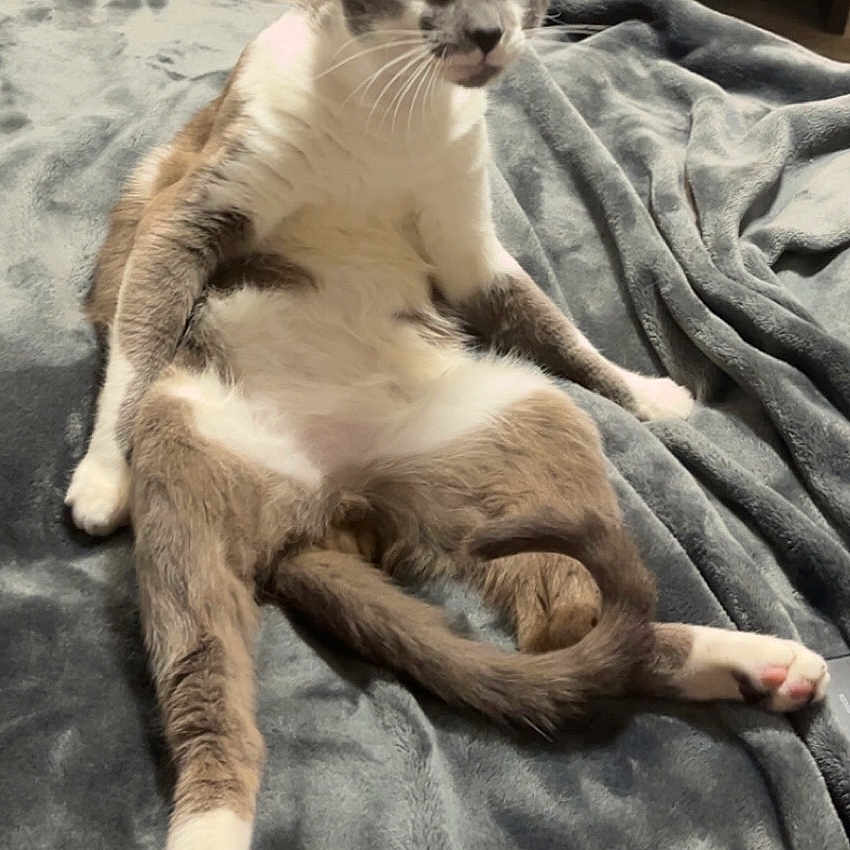 Smokey joined the competition — help win amazing prizes! animal, cat, comfortable, cozy, curious_look, domestic, ears, feline, floor, furniture, gray_blanket, household, indoor, paws, pet, relaxed_pose, seated, soft_texture, tail, whiskers