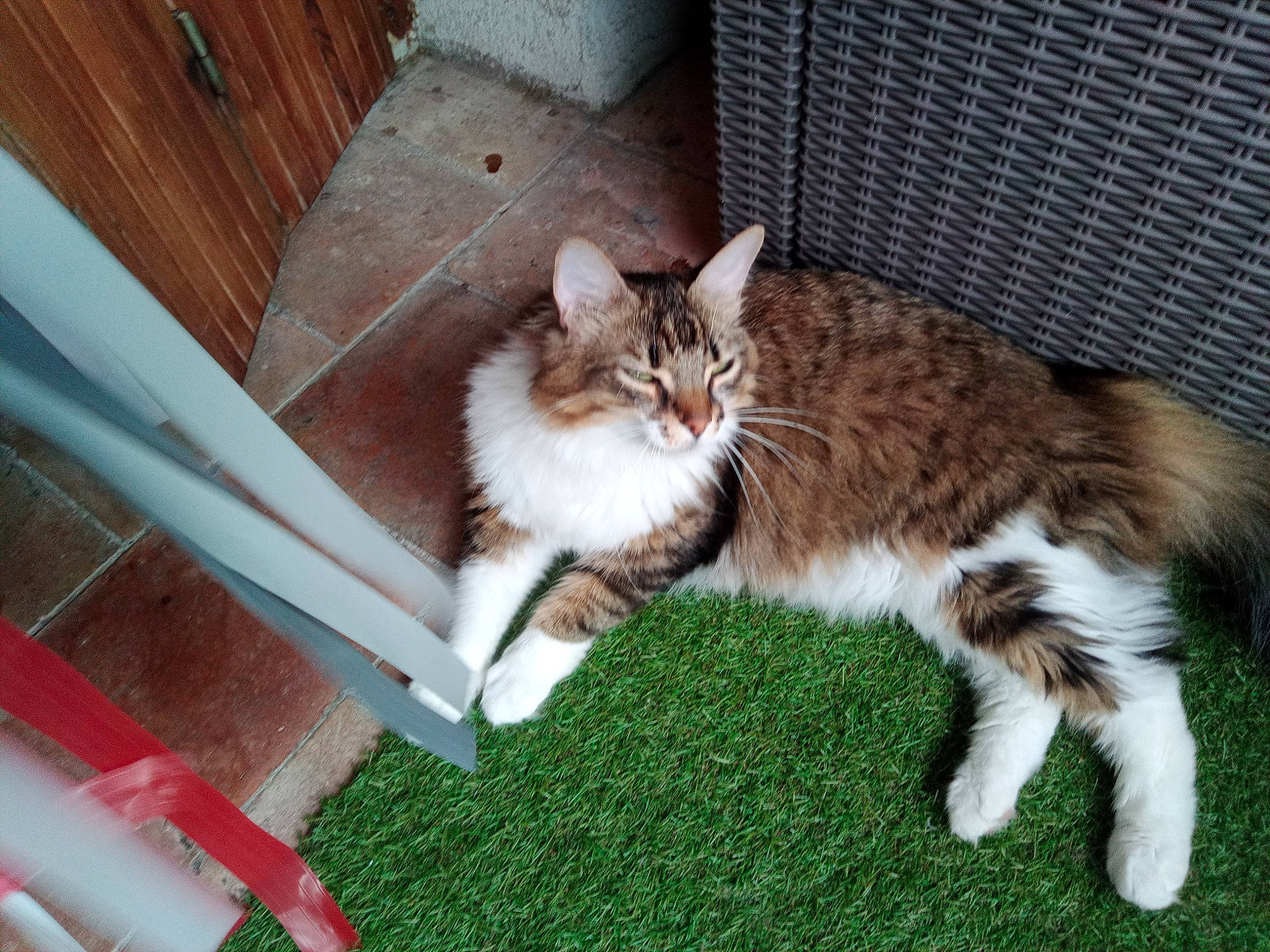 Rita participe au concours pour gagner de l'argent avec cette photo : carnivore, cat, claw, domestic_short_haired_cat, felidae, fur, grass, paw, plant, small_to_medium_sized_cats, tail, terrestrial_animal, whiskers, wood