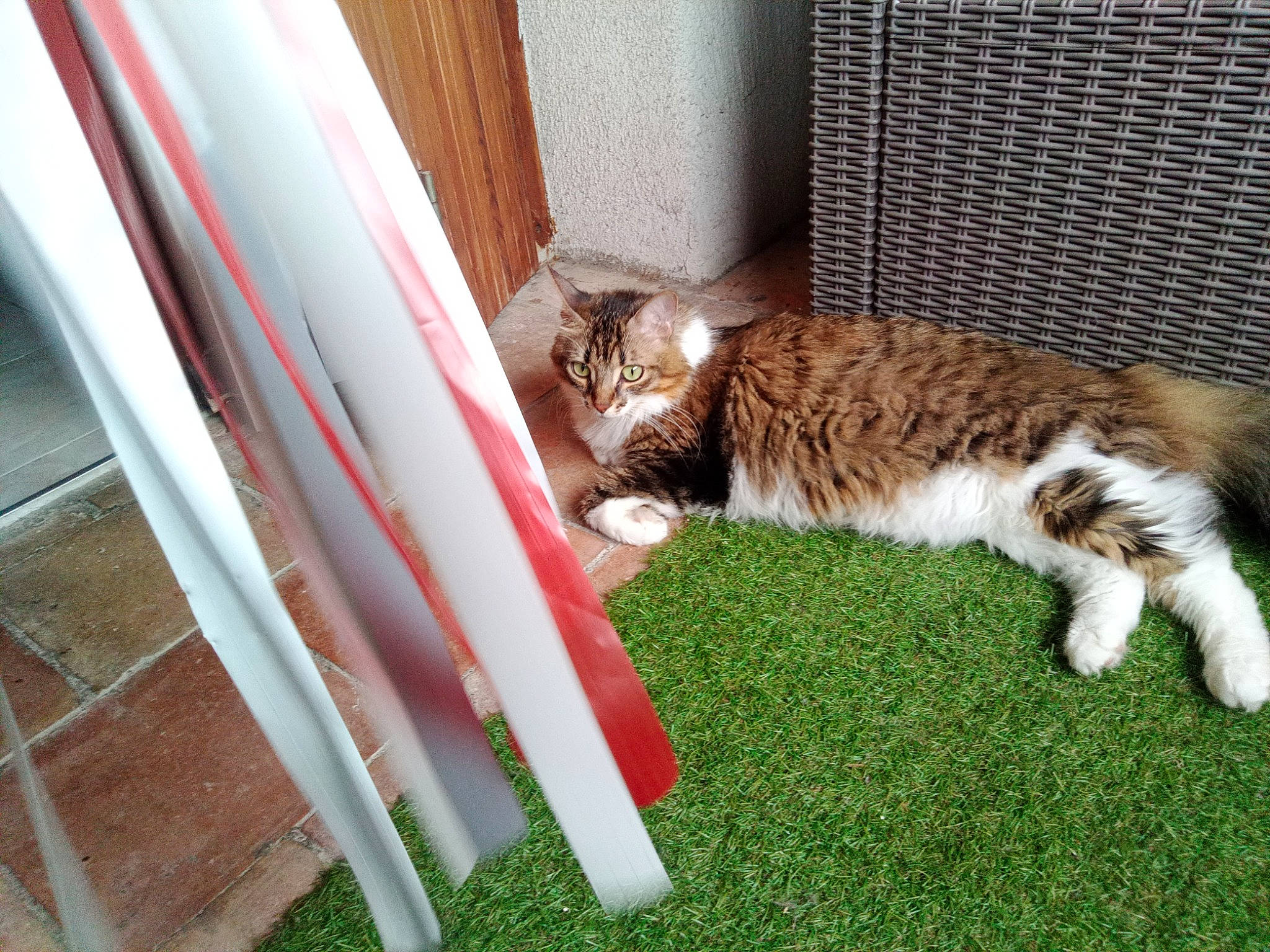 Rita participe au concours pour gagner de l'argent avec cette photo : carnivore, cat, domestic_short_haired_cat, felidae, fur, grass, plant, small_to_medium_sized_cats, tail, terrestrial_animal, whiskers, wood