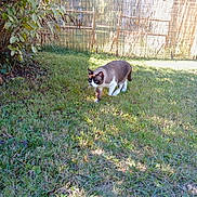 Petite Cœur a rejoint le concours — aidez-le/la à gagner de superbes lots ! cat, siamese_cat, grass, outdoor, sunlight, shadow, bush, fence, nature, pet, animal, walking, daylight, leaf, garden, yard, mammal, domestic_animal, green, curious