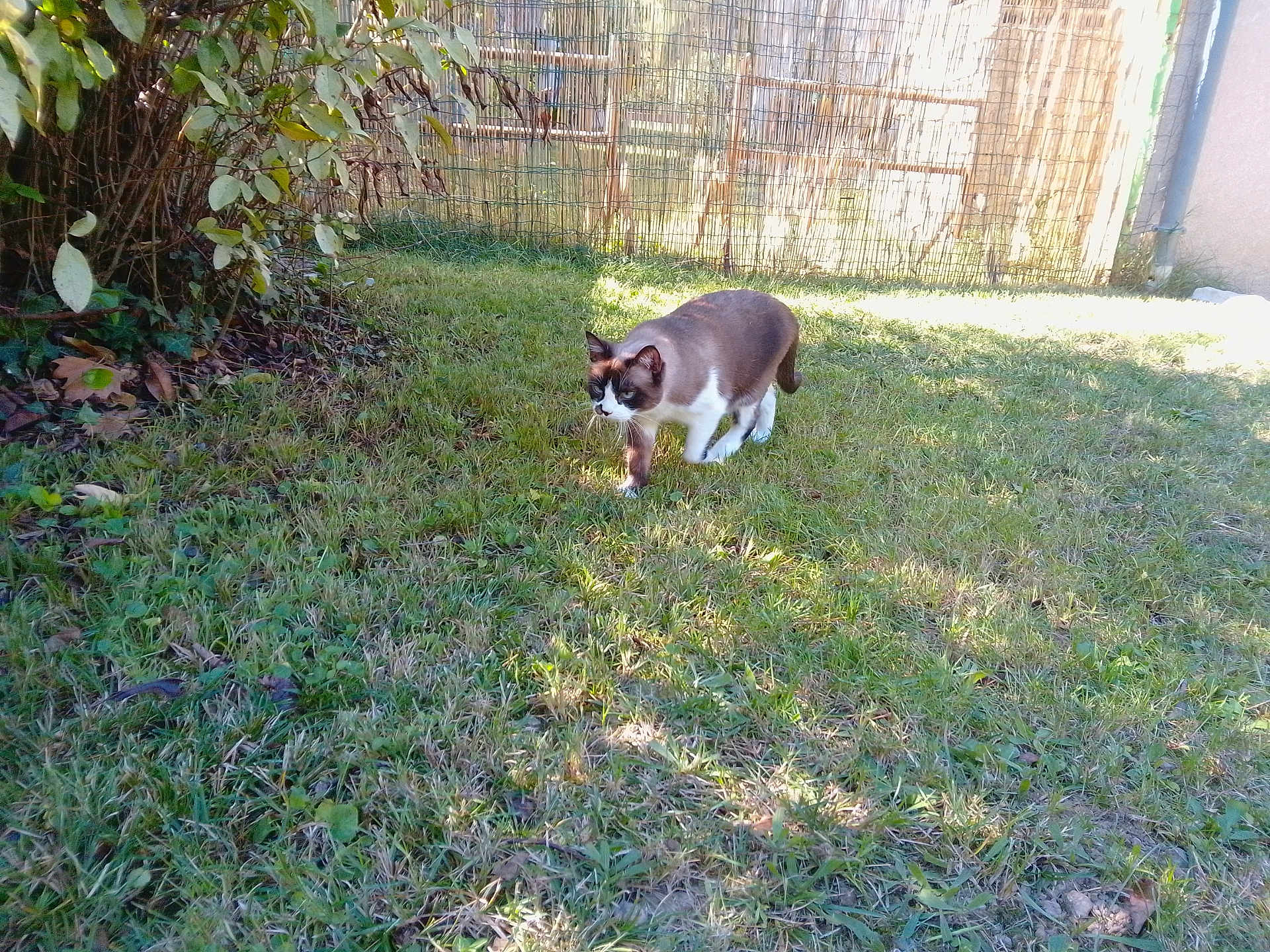 Petite Cœur a rejoint le concours — aidez-le/la à gagner de superbes lots ! cat, siamese_cat, grass, outdoor, sunlight, shadow, bush, fence, nature, pet, animal, walking, daylight, leaf, garden, yard, mammal, domestic_animal, green, curious