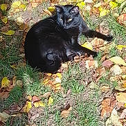 Cali a rejoint le concours — aidez-le/la à gagner de superbes lots ! animal, autumn, black_cat, cat, cute, daylight, feline, fur, grass, ground, leaves, mammal, nature, outdoor, pet, relaxing, resting, sunlight, whiskers, wildlife