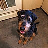 Charlie is registered to the contest to win money with this photo: animal, black, brown, cabinet, canine, cute, dog, ears, floor, fur, happy, indoor, kitchen, looking_up, oven, pet, scruffy, sitting, tail, tile