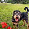 animal, black_and_brown, canine, daytime, dog, equipment, field, fur, grass, happy, nature, outdoor, park, pet, playful, red_object, scruffy, summer, tail, tongue_out