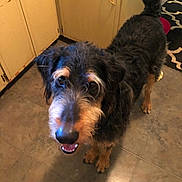 Charlie joined the competition — help win amazing prizes! animal, cabinet, canine, dog, domestic, eyes, floor, friendly, fur, happy, indoor, kitchen, looking_up, mammal, mouth, pet, scruffy, standing, tail, tile
