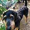 Charlie joined the competition — help win amazing prizes! animal, black_fur, canine, close_up, collar, curious, daylight, dog, domestic_animal, fence, garden, ground, leafy_plants, nature, nose, outdoor, pet, scruffy_fur, sunlight, tan_fur