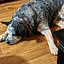 animal, calm, canine, collar, dog, domestic_animal, ears, floor, fur, harness, indoor, laying_down, napping, paw, pet, quiet, relaxed, resting, sleeping, wooden_floor
