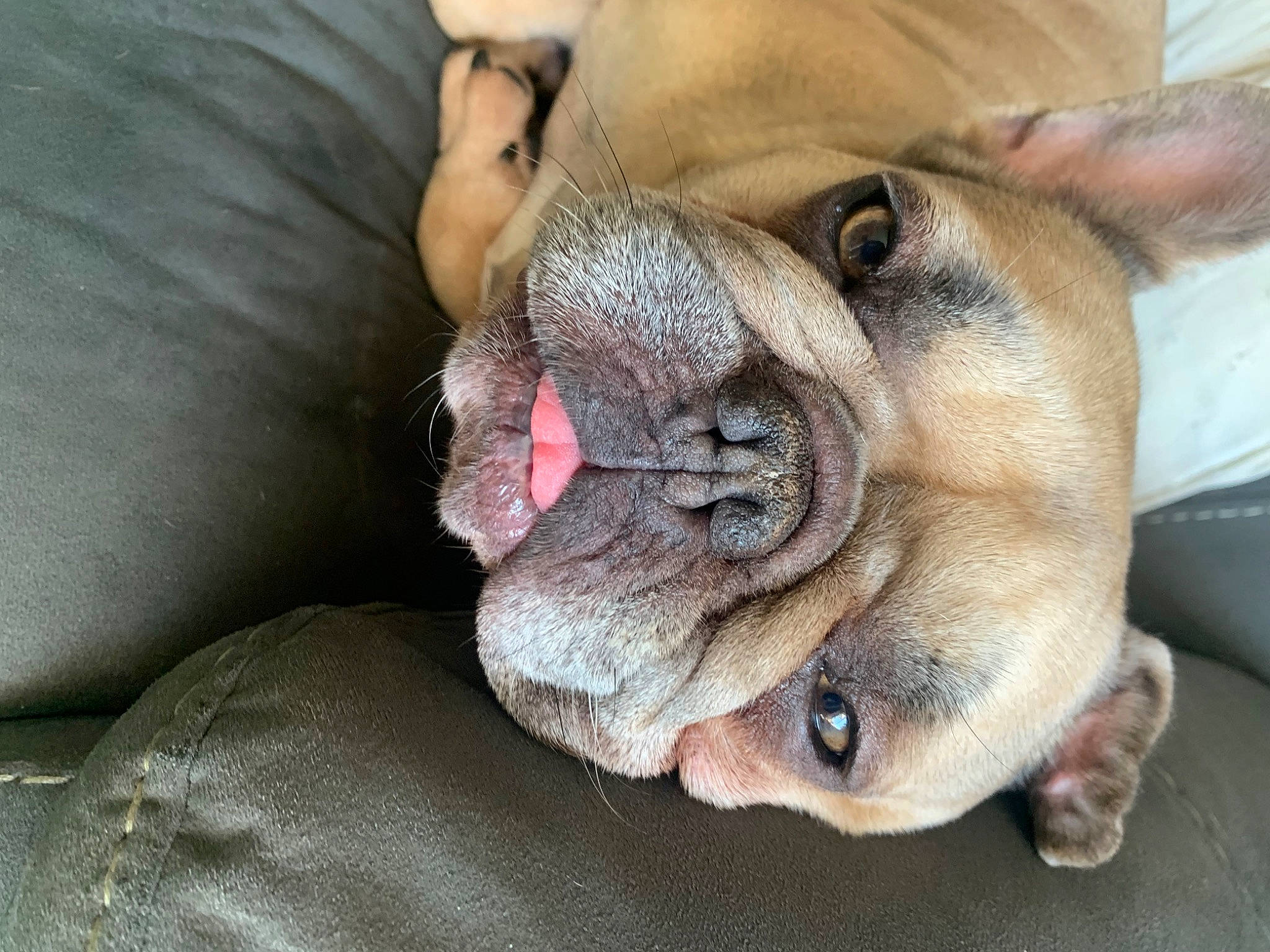 Gucci joined the competition — help win amazing prizes! canidae, carnivore, collar, comfort, companion_dog, dog, dog_breed, dog_collar, fawn, felidae, fur, liver, non_sporting_group, paw, puppy, sporting_group, terrestrial_animal, whiskers, working_animal, wrinkle