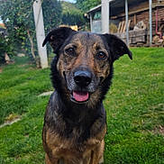 Sylka participe au concours pour gagner de l'argent avec cette photo : dog, grass, outdoor, garden, smiling, pet, canine, animal, yard, greenery, happy, nature, building, fence, tree, plant, sunlight, portrait, sitting, tongue_out