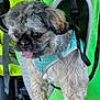 dog, small_dog, fluffy, pet, green_mesh_carrier, tongue_out, cute, curious, indoor, harness, equipment, black_nose, fur, animal, domestic_animal, sitting, close_up, brown_fur, black_eyes, leash