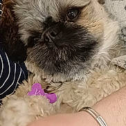 Vanya a rejoint le concours — aidez-le/la à gagner de superbes lots ! dog, close_up, fluffy, pet, purple_tag, collar, relaxed, snuggling, blanket, human_arm, bracelet, indoor, cute, animal, companion, fur, resting, comfort, portrait, friendly