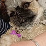 dog, close_up, fluffy, pet, purple_tag, collar, relaxed, snuggling, blanket, human_arm, bracelet, indoor, cute, animal, companion, fur, resting, comfort, portrait, friendly