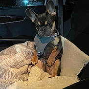 Tank is registered to the contest to win money with this photo: animal, black, blanket, brown, car, car_interior, cozy, cute, dog, dog_bed, french_bulldog, harness, indoors, night, pet, puppy, raindrops, seatbelt, sitting, window