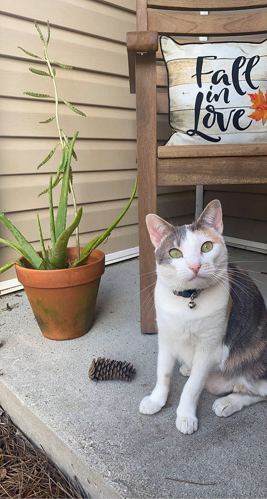 Princess joined the competition — help win amazing prizes! carnivore, cat, domestic_short_haired_cat, felidae, flooring, flower, flowerpot, fur, grass, grey, herb, houseplant, paw, plant, small_to_medium_sized_cats, snout, tail, terrestrial_plant, whiskers, wood
