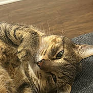 Kevin is registered to the contest to win money with this photo: cat, tabby, pet, animal, fur, whiskers, paw, relaxed, sleepy, indoor, closeup, face, ear, floor, texture, cute, domestic, resting, feline, home