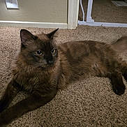 Mufasa is registered to the contest to win money with this photo: cat, brown_cat, feline, pet, animal, carpet, indoor, floor, fur, whiskers, ears, tail, relaxed, lying_down, domestic_cat, home, curious, mammal, cute, cozy