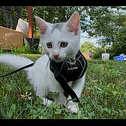 Leo is registered to the contest to win money with this photo: animal, cat, curious, cute, daylight, fur, garden, grass, gray_spots, greenery, harness, kitten, leash, nature, outdoor, pet, playful, small_animal, white_cat, young_cat