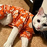 Leo joined the competition — help win amazing prizes! animal, carpet, cat, closeup, costume, curious, cute, domestic, ears, feline, indoor, orange_clothing, patterned_clothing, pet, playful, portrait, relaxed, resting, whiskers, white_cat