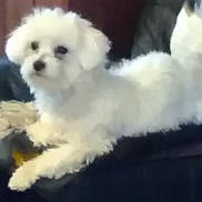 Oxy participe au concours pour gagner de l'argent avec cette photo : bichon, bichon_frise, bolognese, bolonka, carnivoran, cavachon, dog, dog_breed, dog_breed_group, dog_like_mammal, havanese, maltese, miniature_poodle, morkie, poodle_crossbreed, puppy, snout, toy_dog, toy_poodle, vertebrate