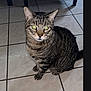 cat, tabby_cat, pet, animal, indoor, floor, tiled_floor, green_eyes, fur, whiskers, ears, sitting, looking, domestic_cat, mammal, cute, feline, striped, calm, closeup