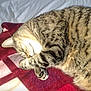 cat, tabby, sleeping, paw, blanket, cozy, fur, striped, pet, cute, domestic_animal, resting, indoor, close_up, whiskers, relaxing, animal, soft, comfort, nap