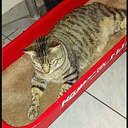 Delia Botello joined the competition — help win amazing prizes! cat, tabby_cat, pet, animal, feline, striped, resting, bed, red_bed, carpet, indoor, floor_tiles, paw, fur, relaxed, looking_down, domestic_cat, household, tabby, comfort