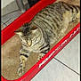 cat, tabby_cat, pet, animal, feline, striped, resting, bed, red_bed, carpet, indoor, floor_tiles, paw, fur, relaxed, looking_down, domestic_cat, household, tabby, comfort